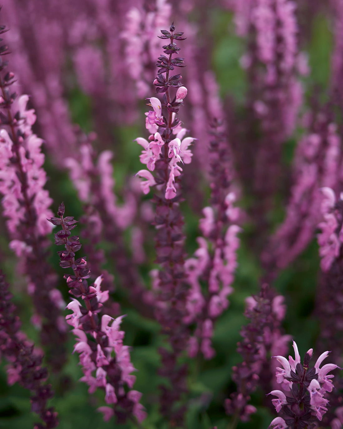 Salvia nemorosa &