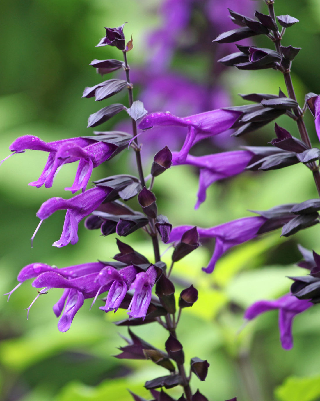 Salvia &