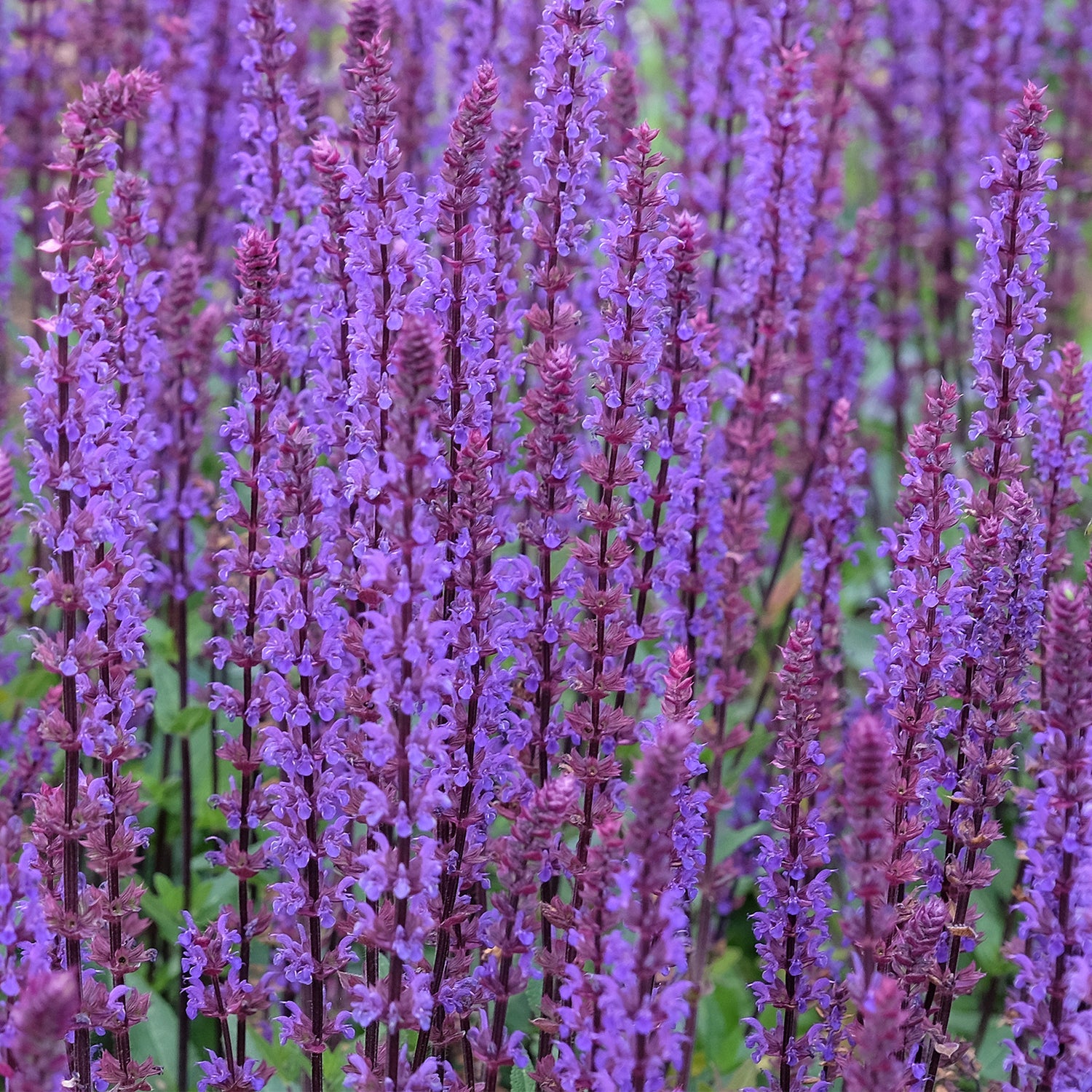Salvia nemorosa &