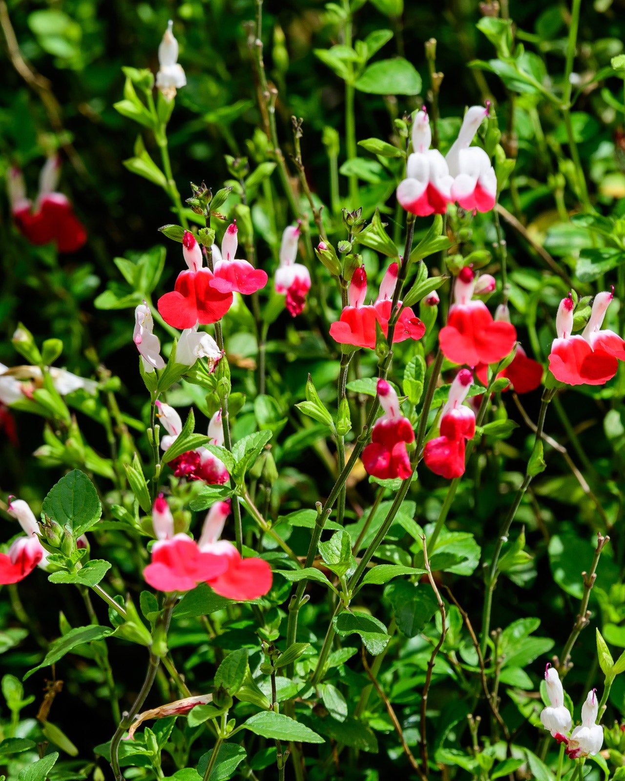 Salvia &