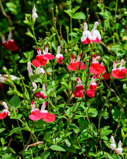 Salvia &