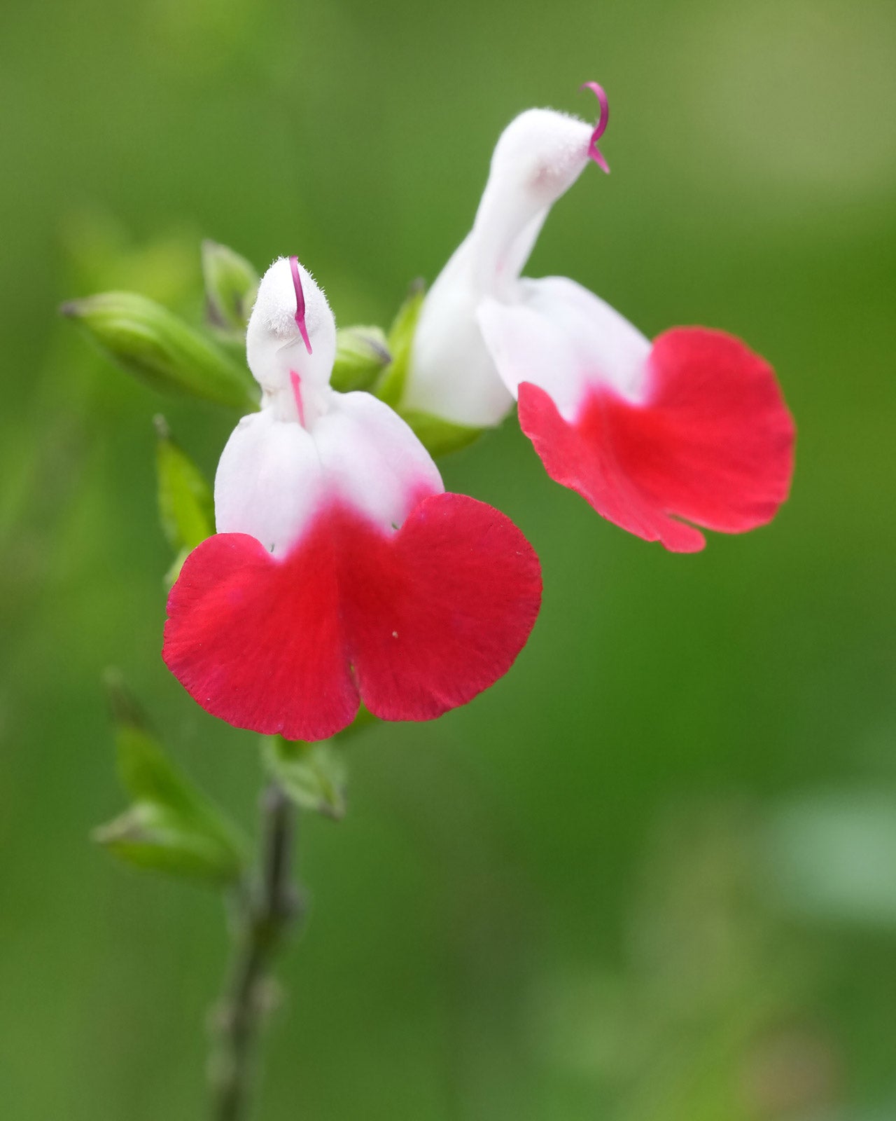 Salvia &