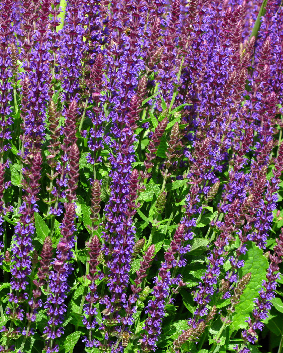 Salvia nemorosa &