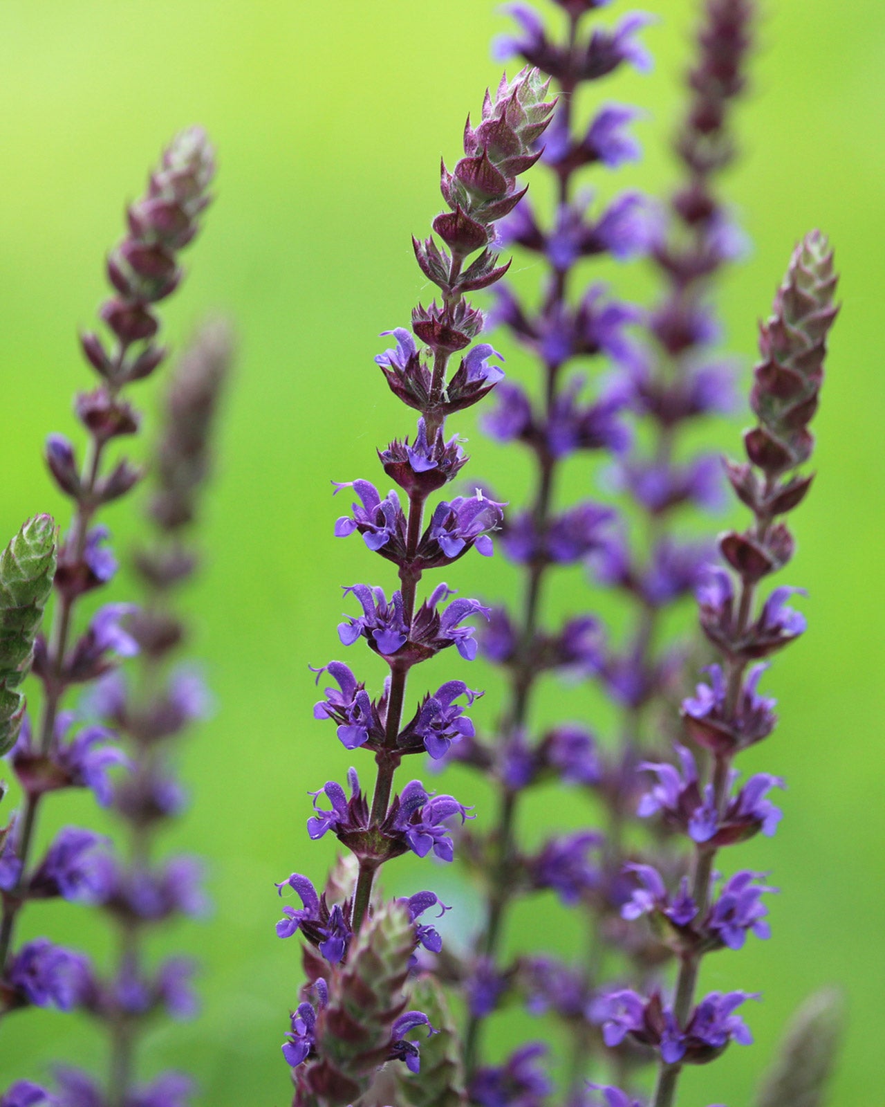 Salvia nemorosa &
