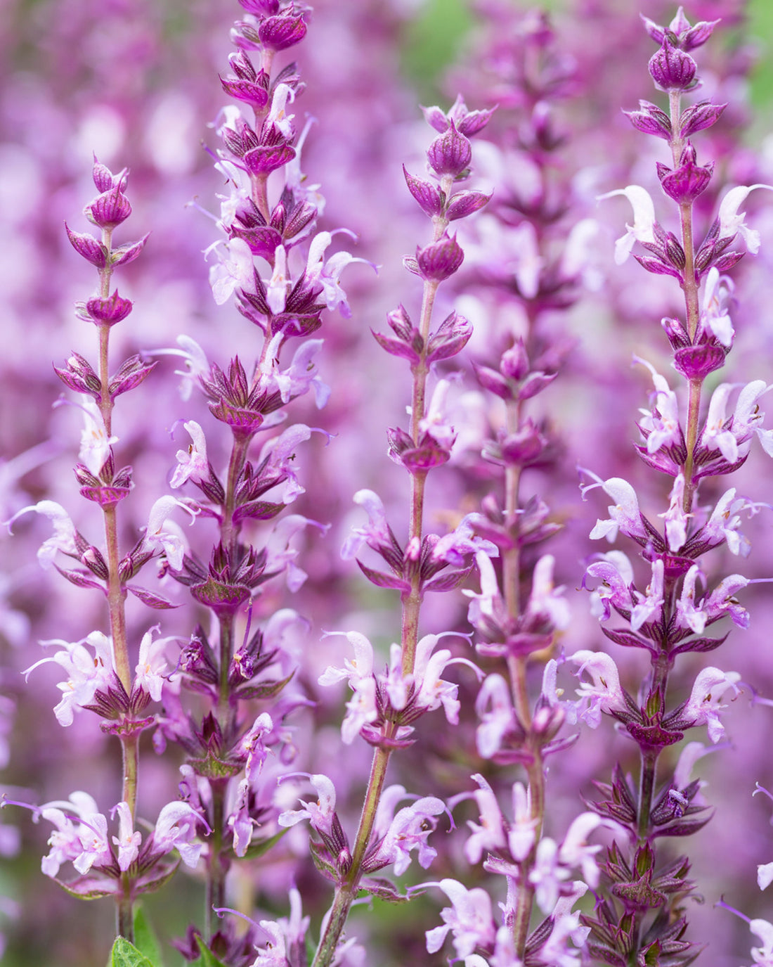 Salvia nemorosa &