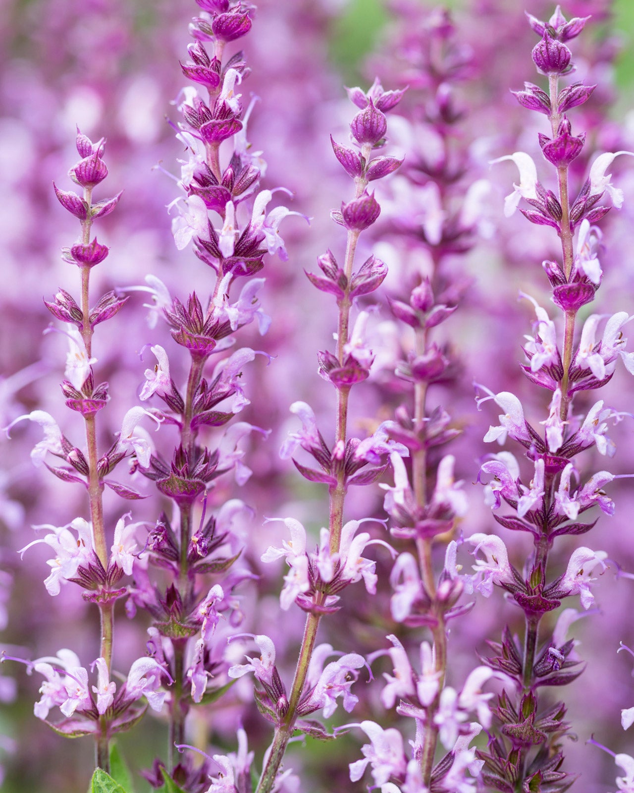 Salvia nemorosa &
