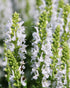 Salvia × sylvestris &