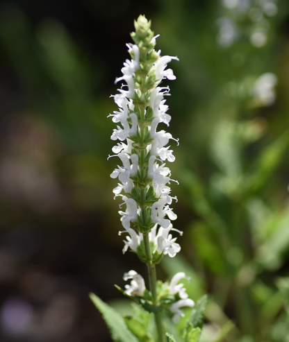 Salvia nemorosa &