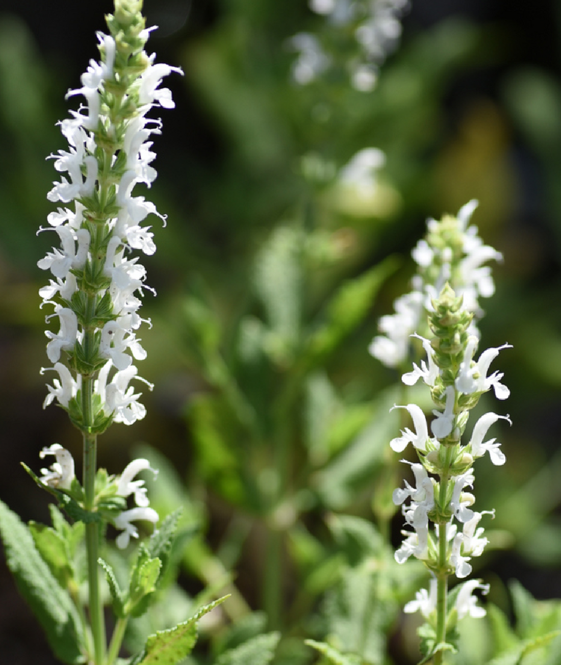 Salvia nemorosa &