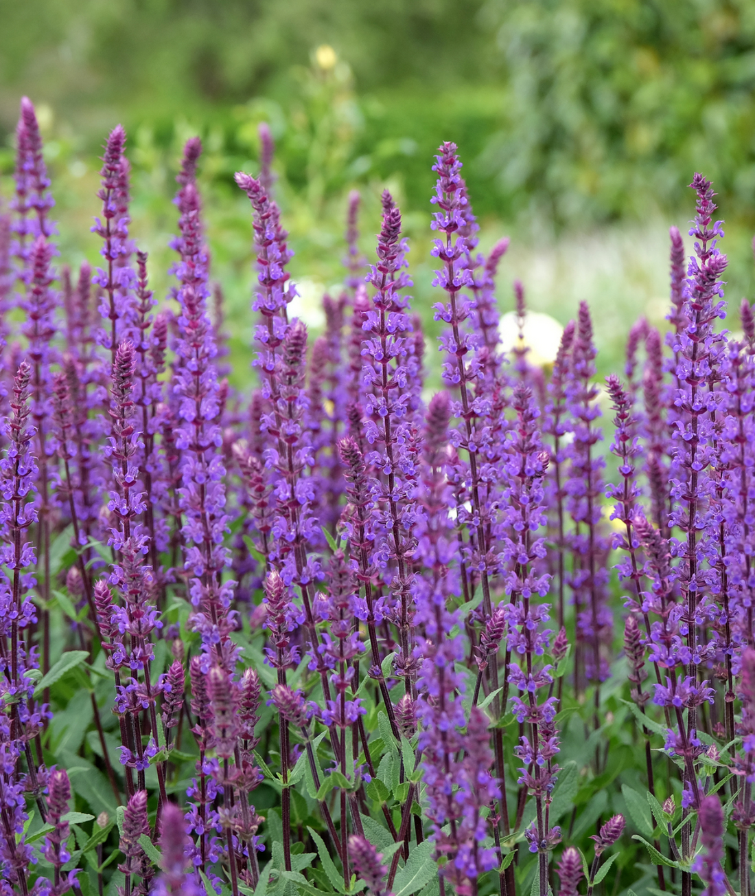 Salvia nemorosa &