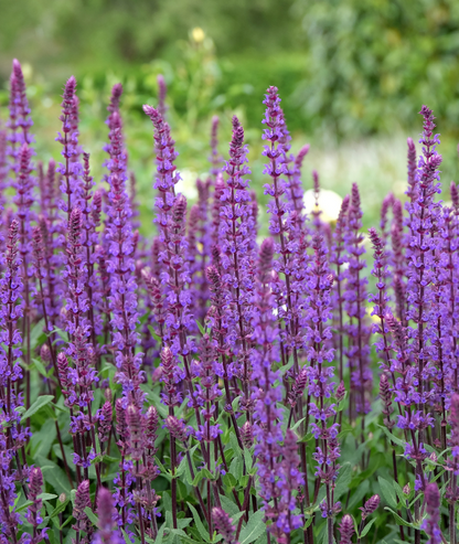 Salvia nemorosa &