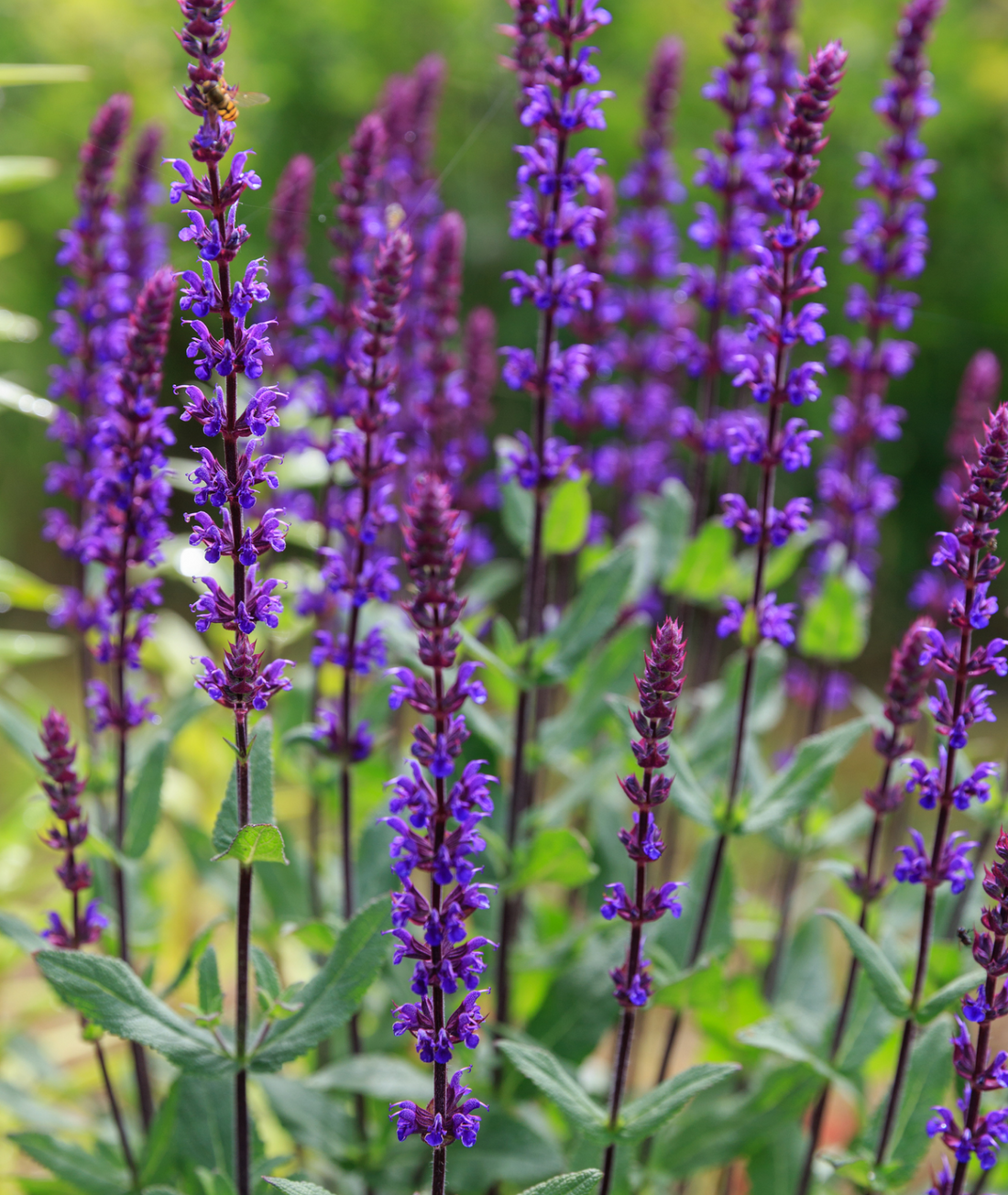 Salvia nemorosa &