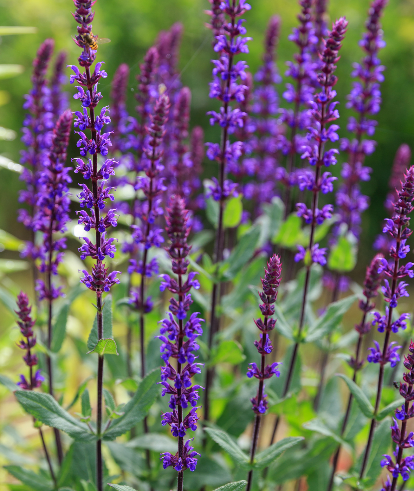 Salvia nemorosa &