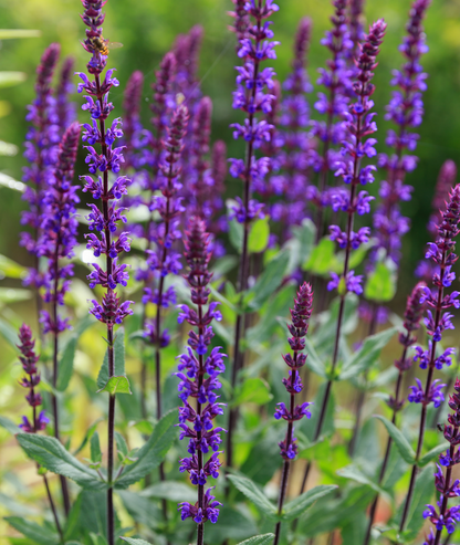 Salvia nemorosa &