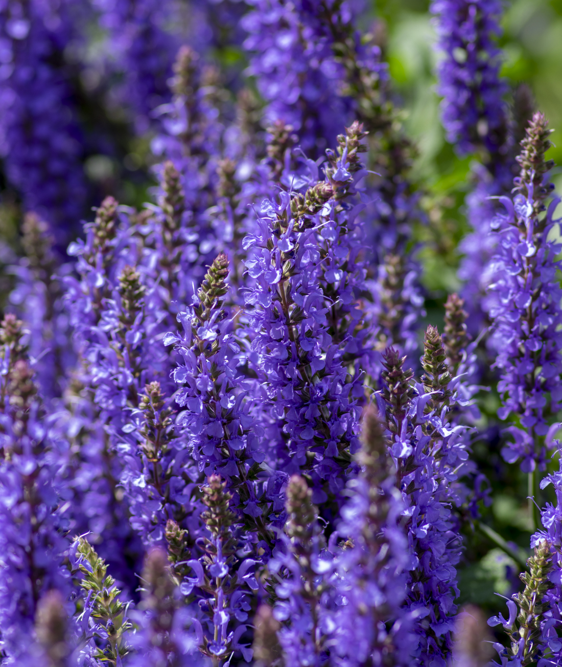 Salvia nemorosa &