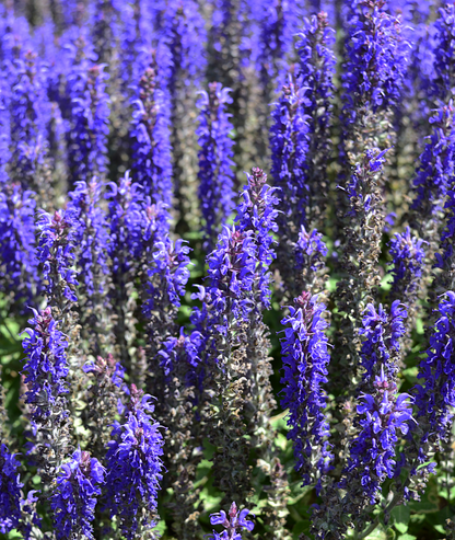 Salvia nemorosa &