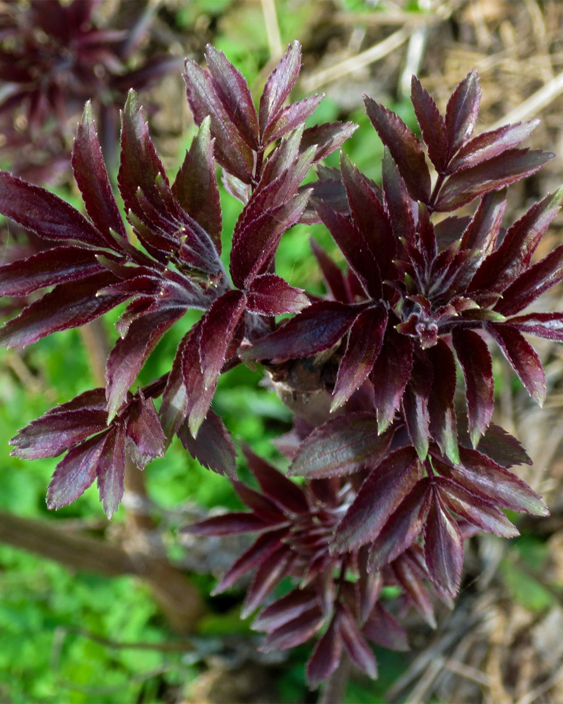 Sambucus nigra f. porphyrophylla &
