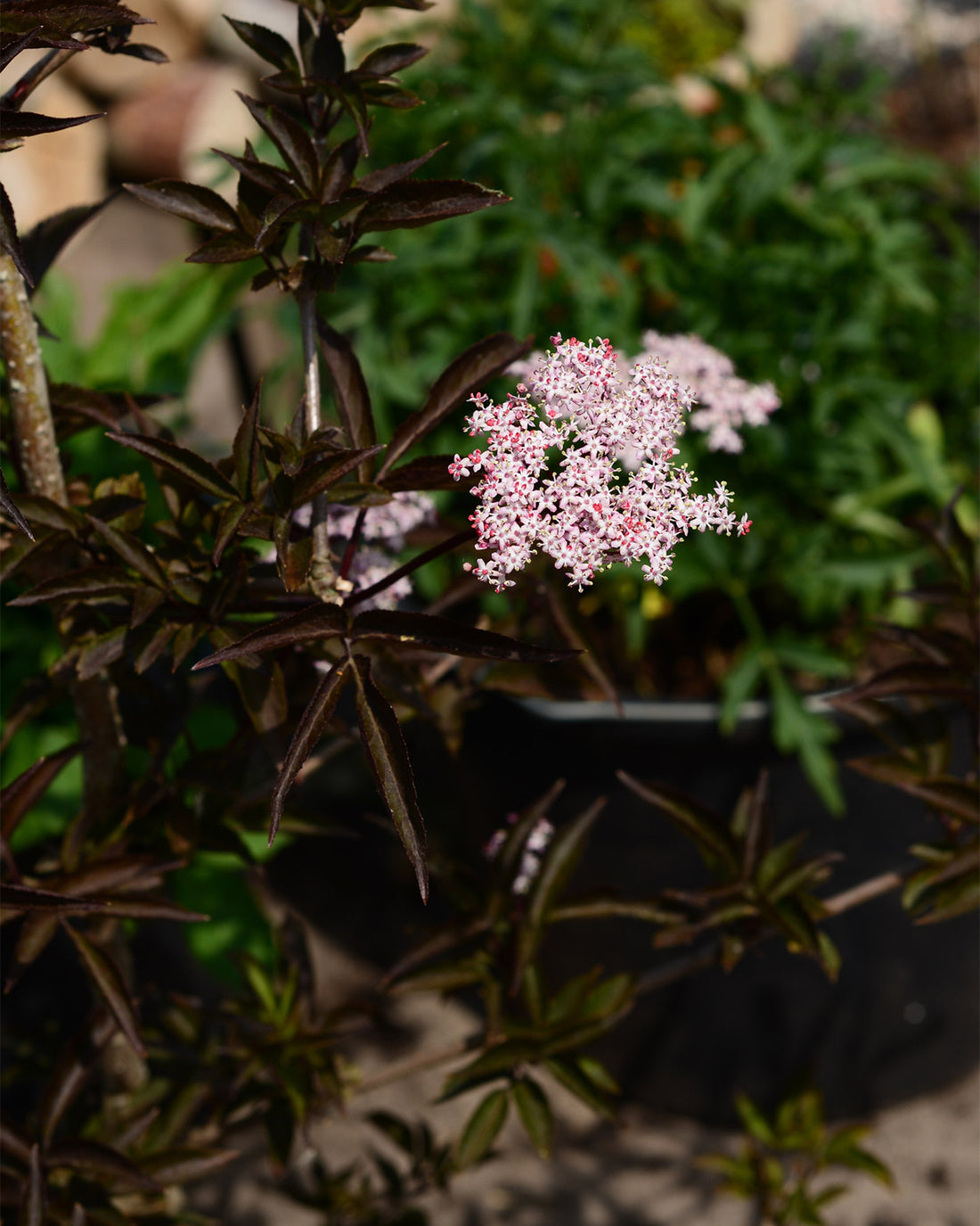 Sambucus nigra &