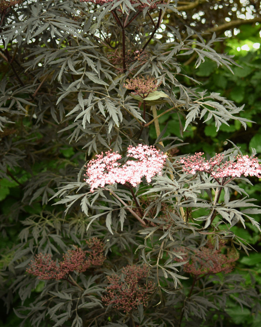 Sambucus nigra f. porphyrophylla &