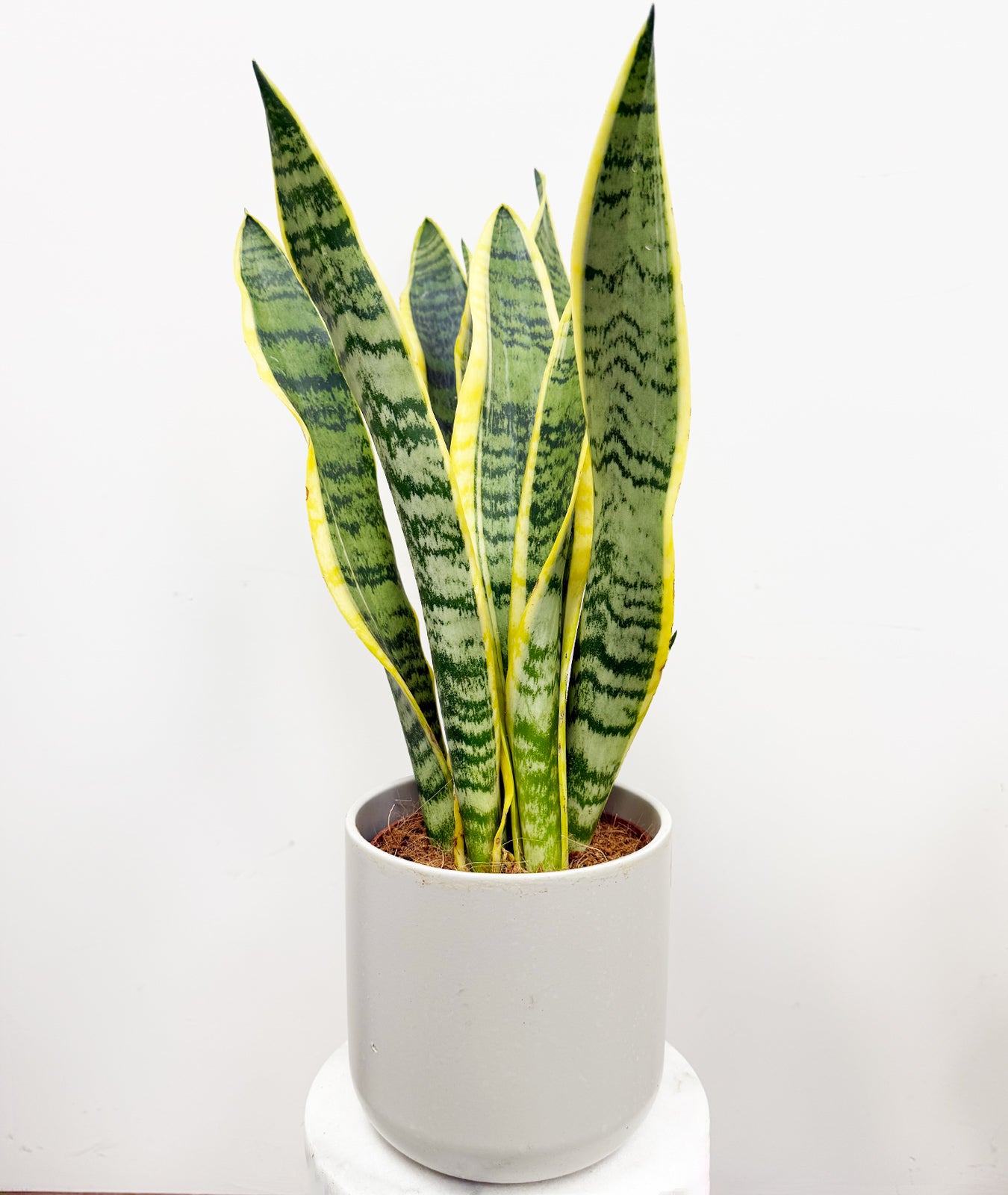 Snake Plant Laurentii