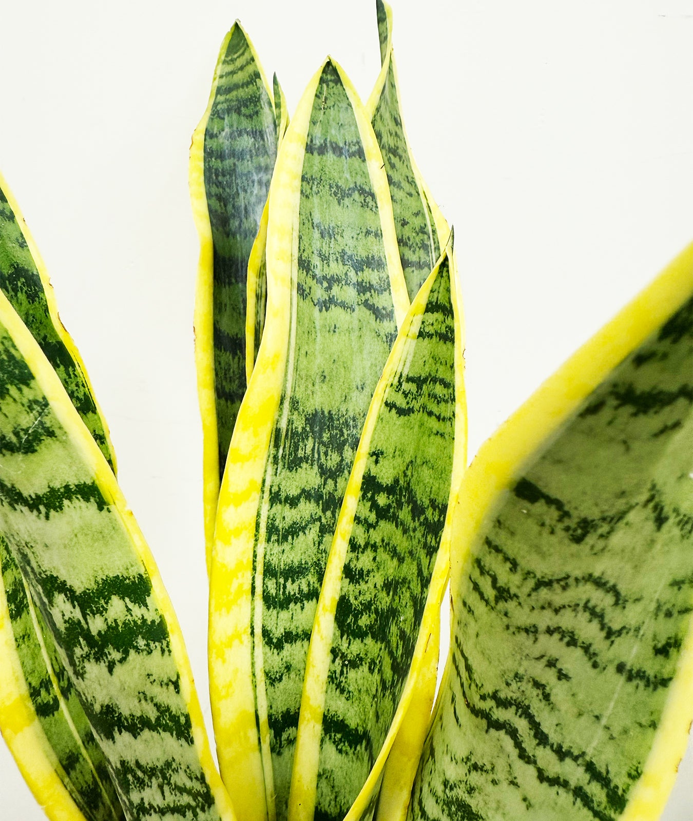 Snake Plant Laurentii