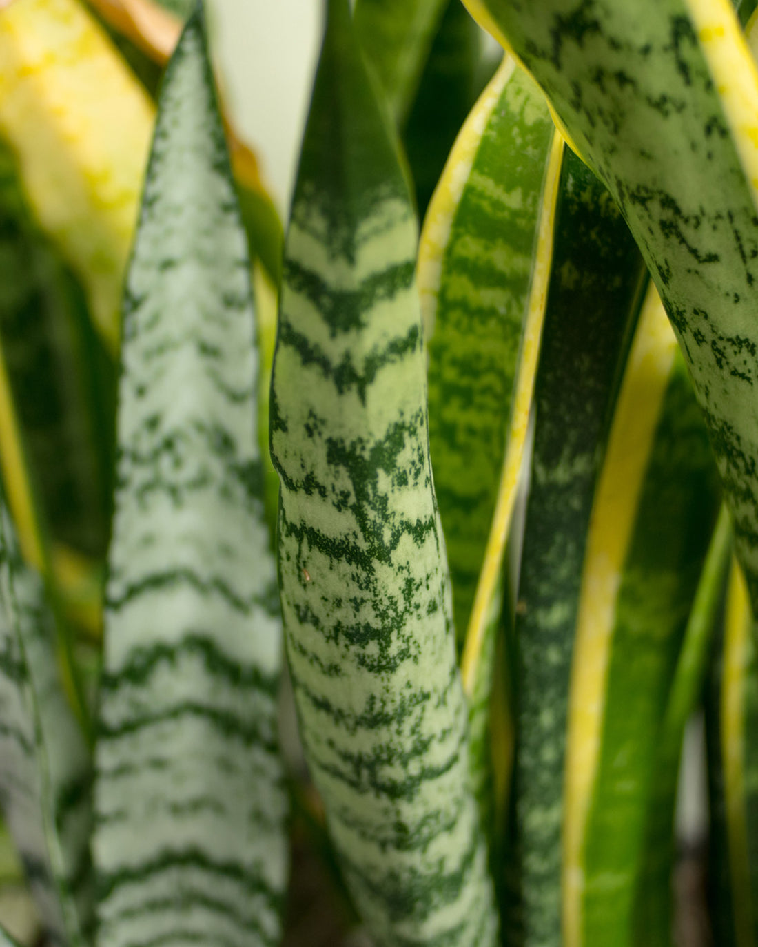 Sansevieria trifasciata var. laurentii