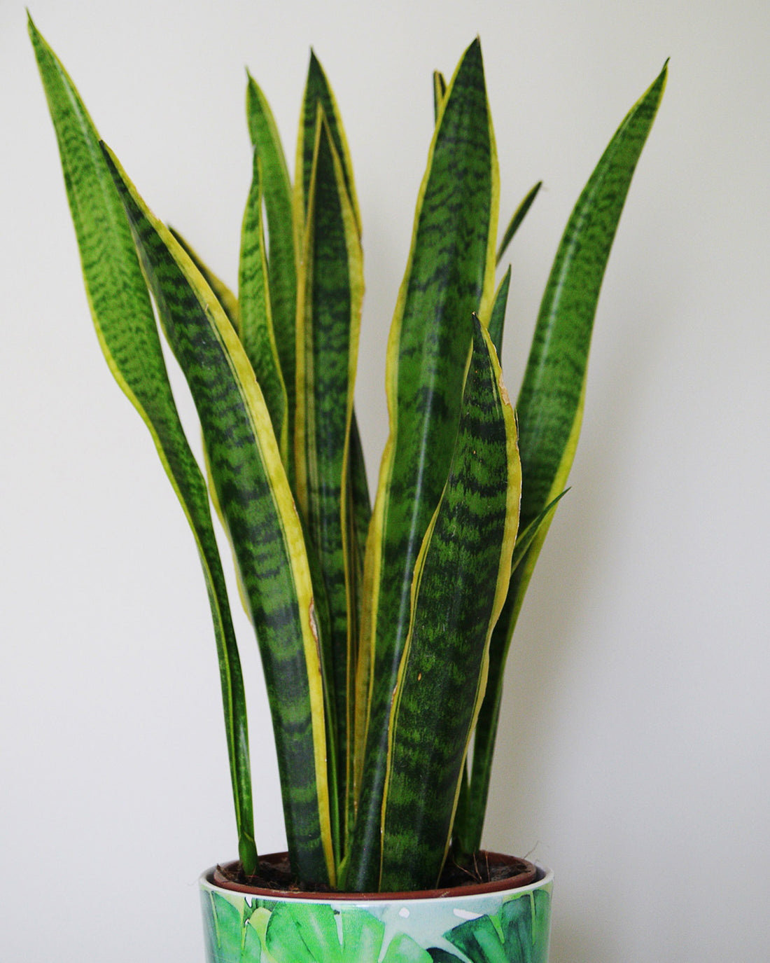 Sansevieria trifasciata var. laurentii