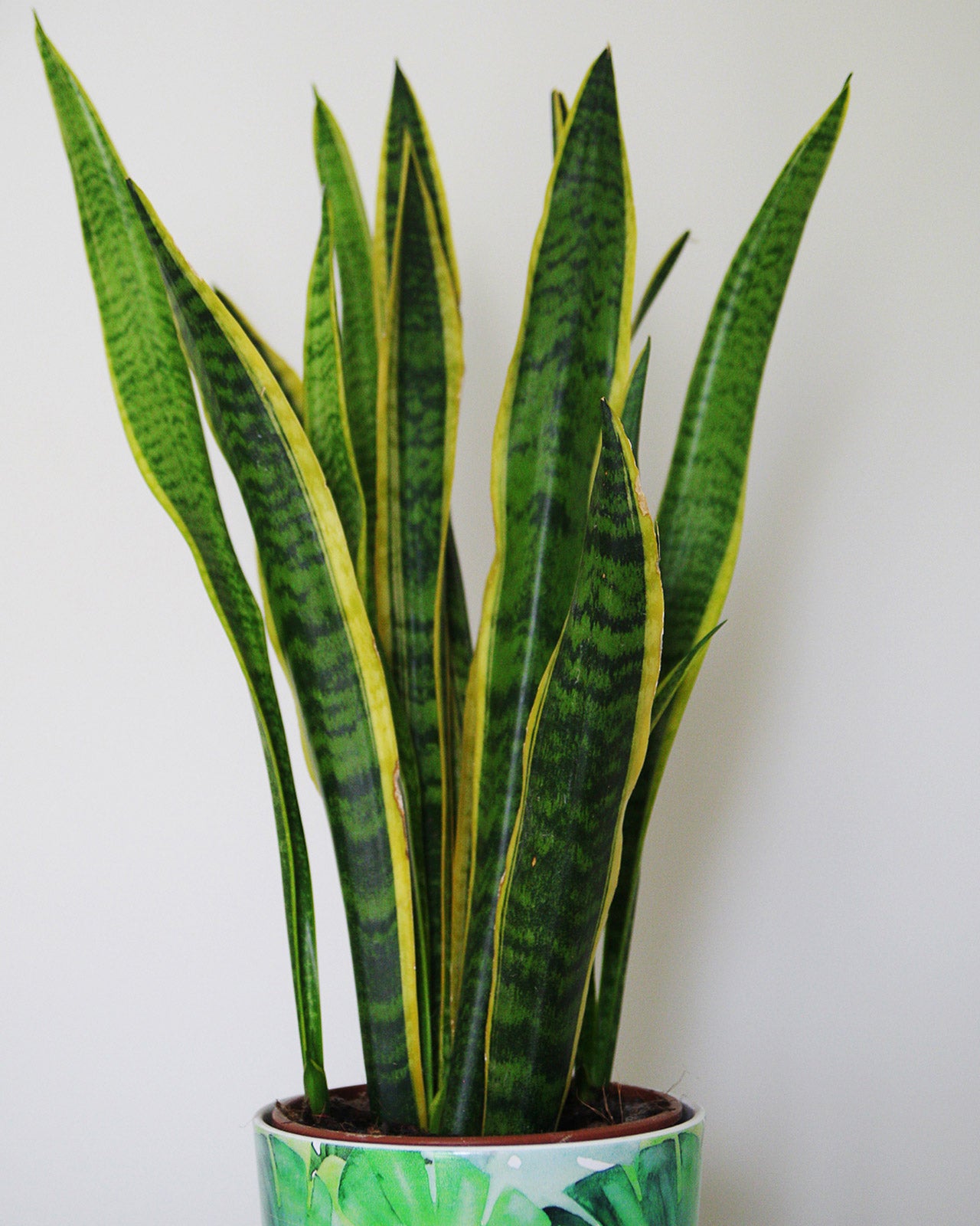 Sansevieria trifasciata var. laurentii