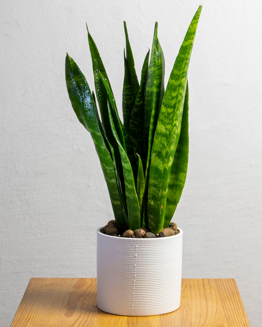 Sansevieria zeylanica