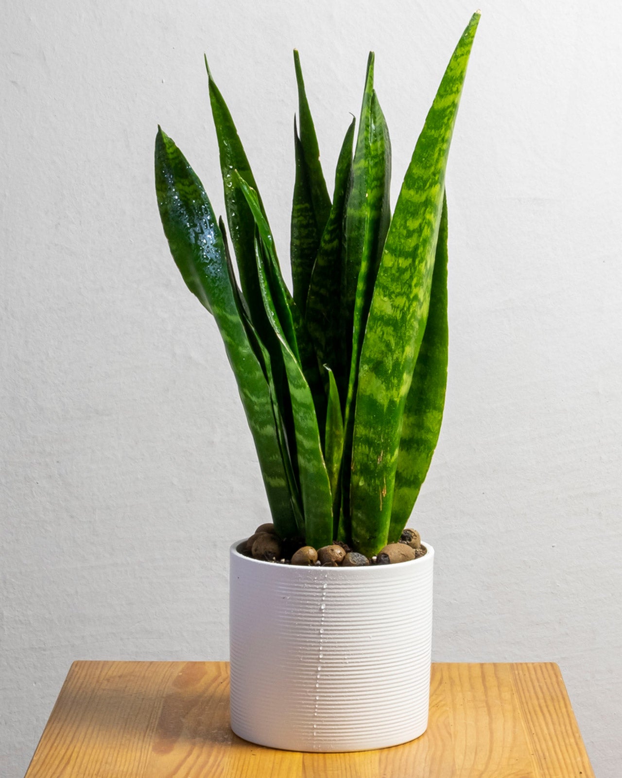 Sansevieria zeylanica