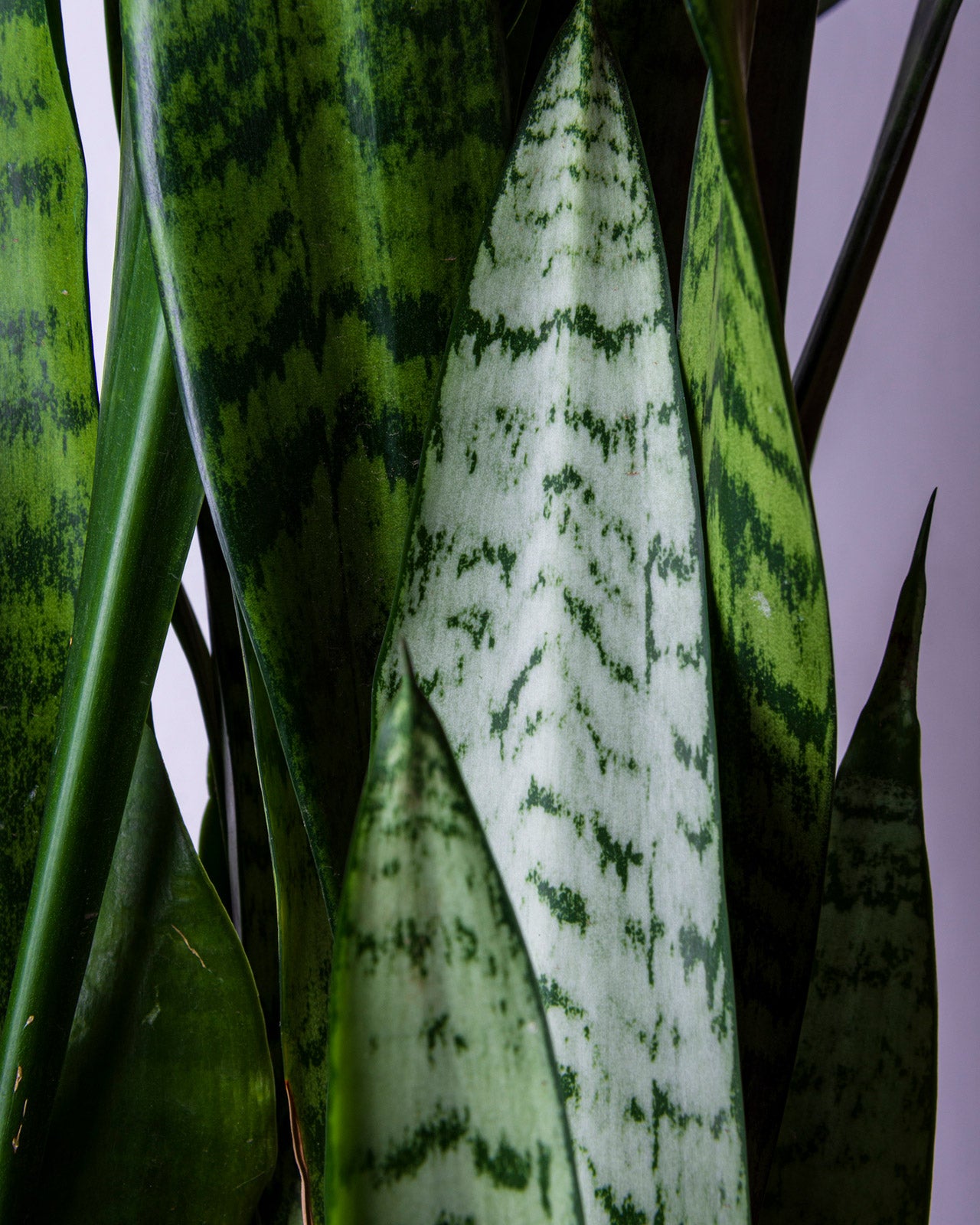 Sansevieria zeylanica