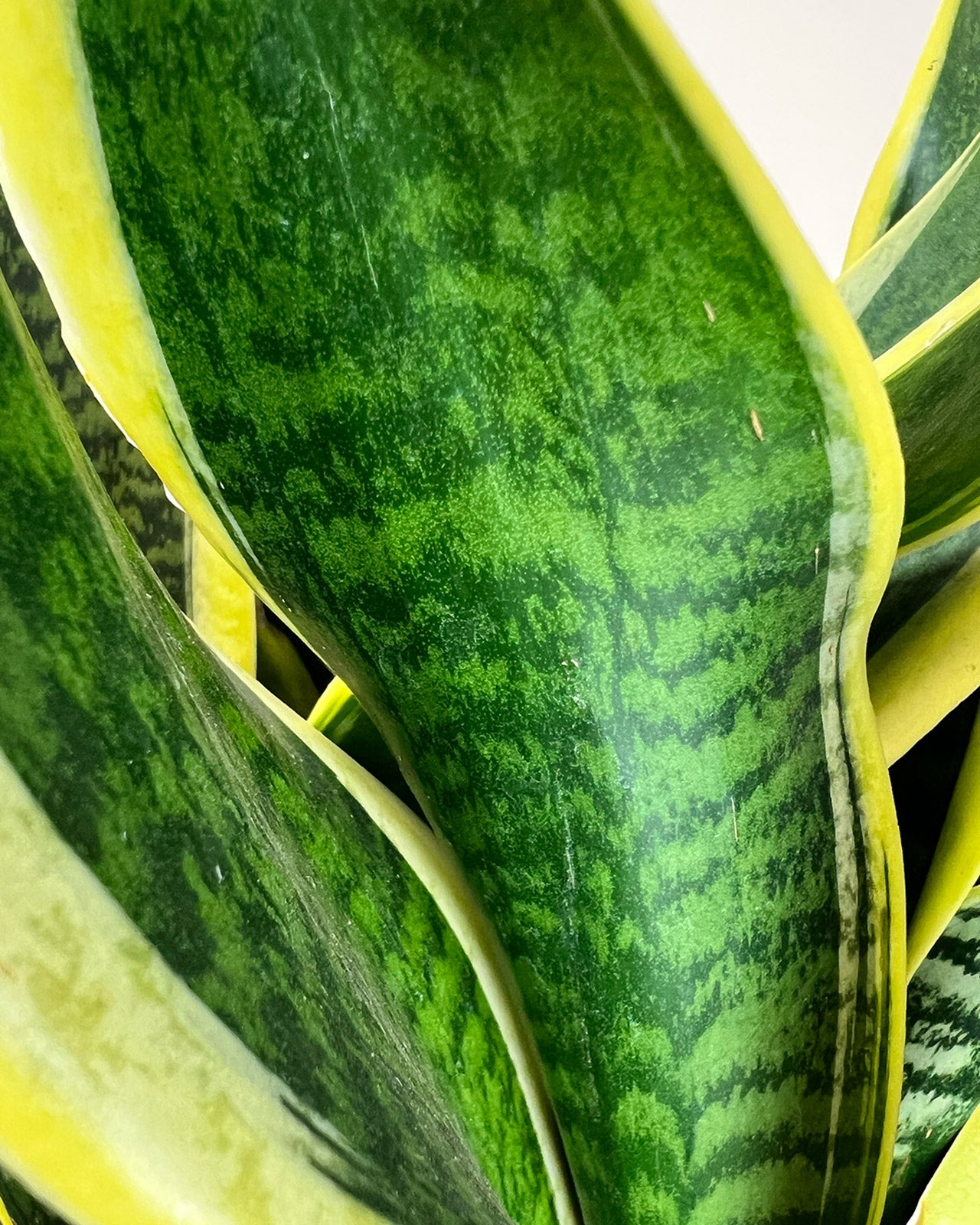 Sansevieria trifasciata var. laurentii