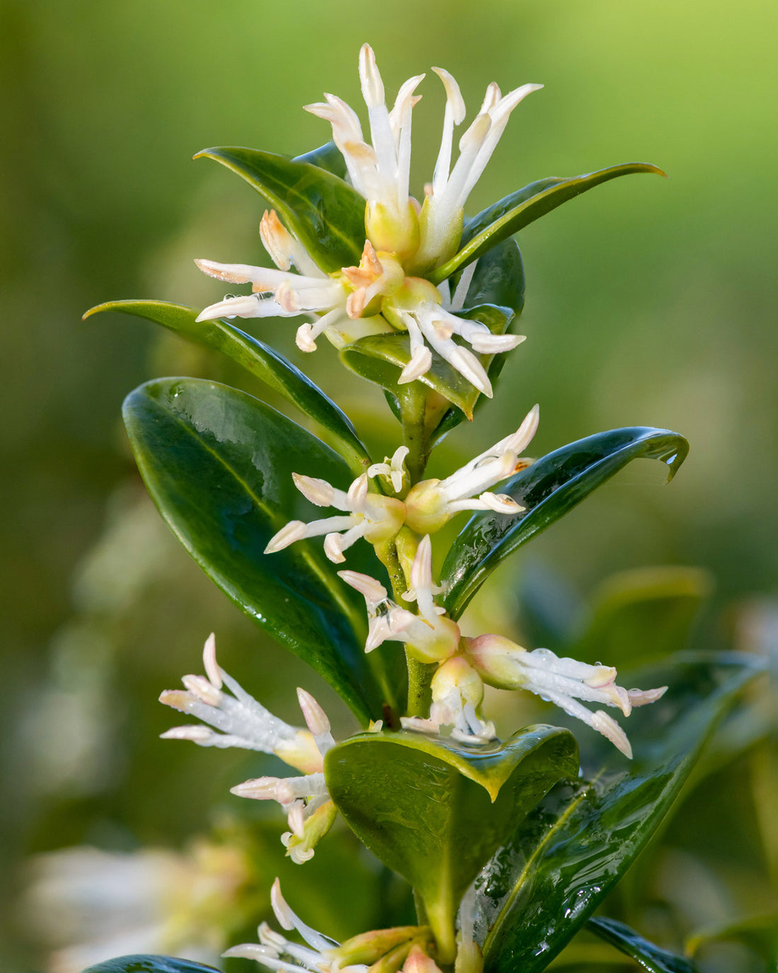 Sarcococca confusa