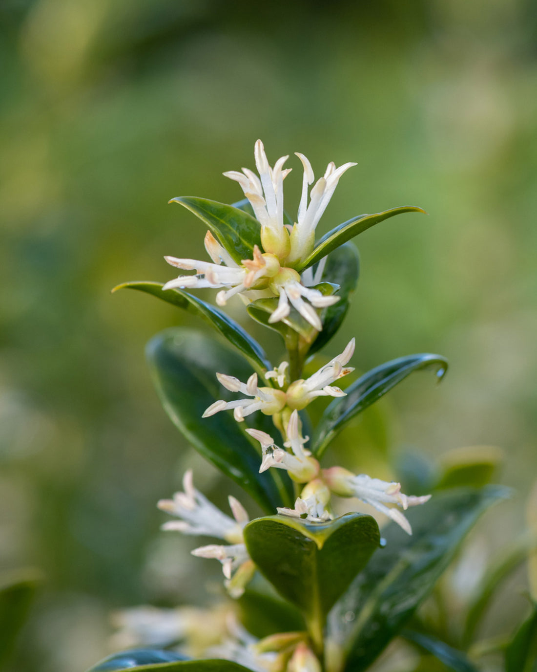 Sarcococca confusa
