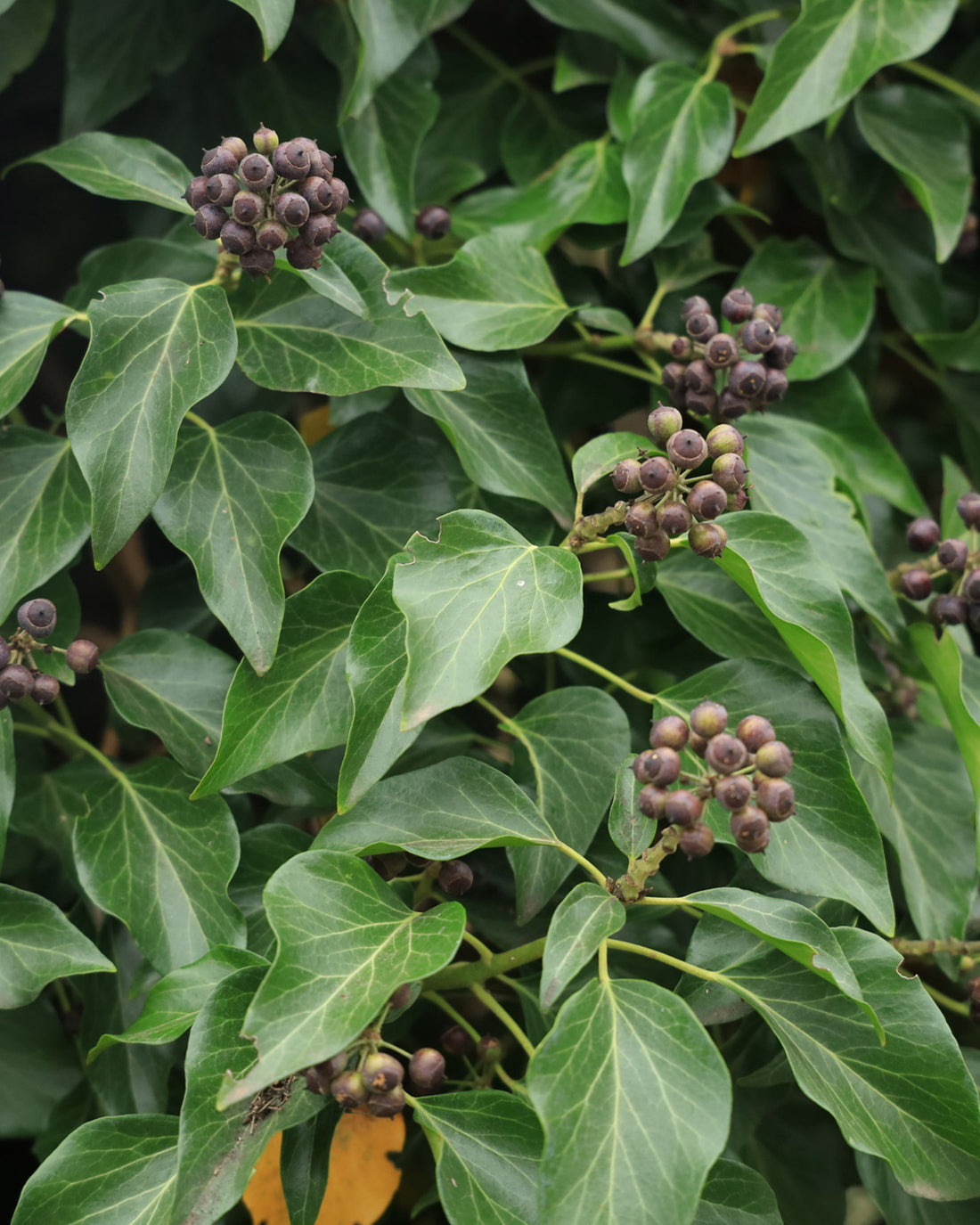 Sarcococca hookeriana ‘Winter Gem’