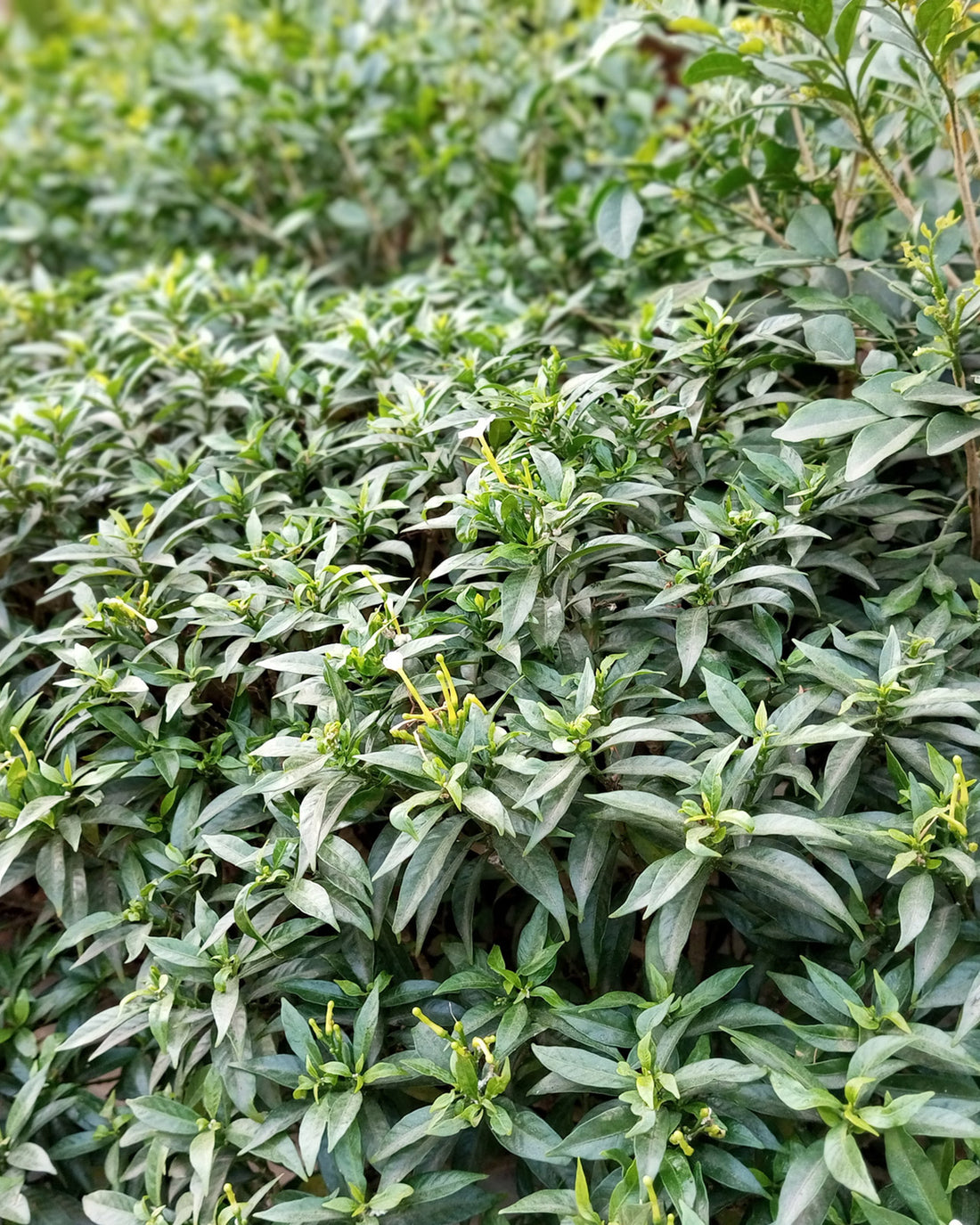 Sarcococca hookeriana ‘Winter Gem’