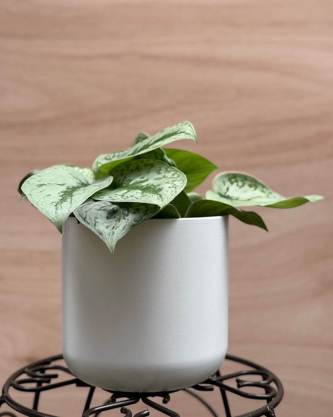 Satin Pothos