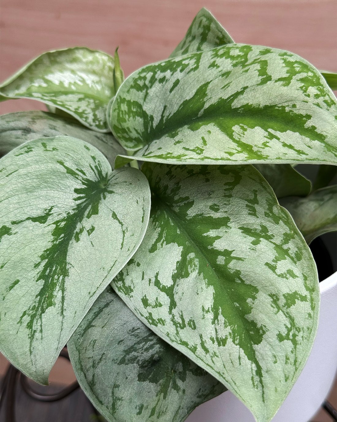 Satin Pothos