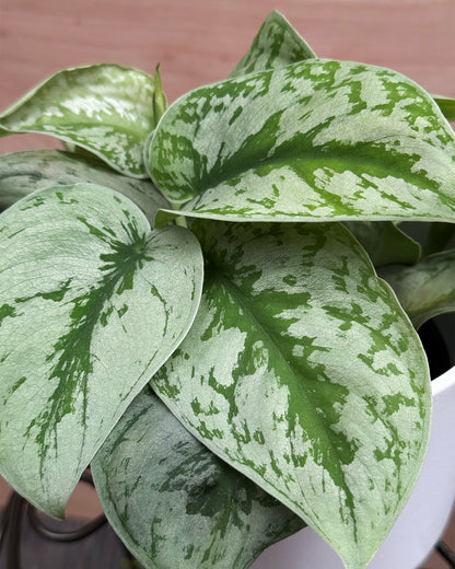 Satin Pothos