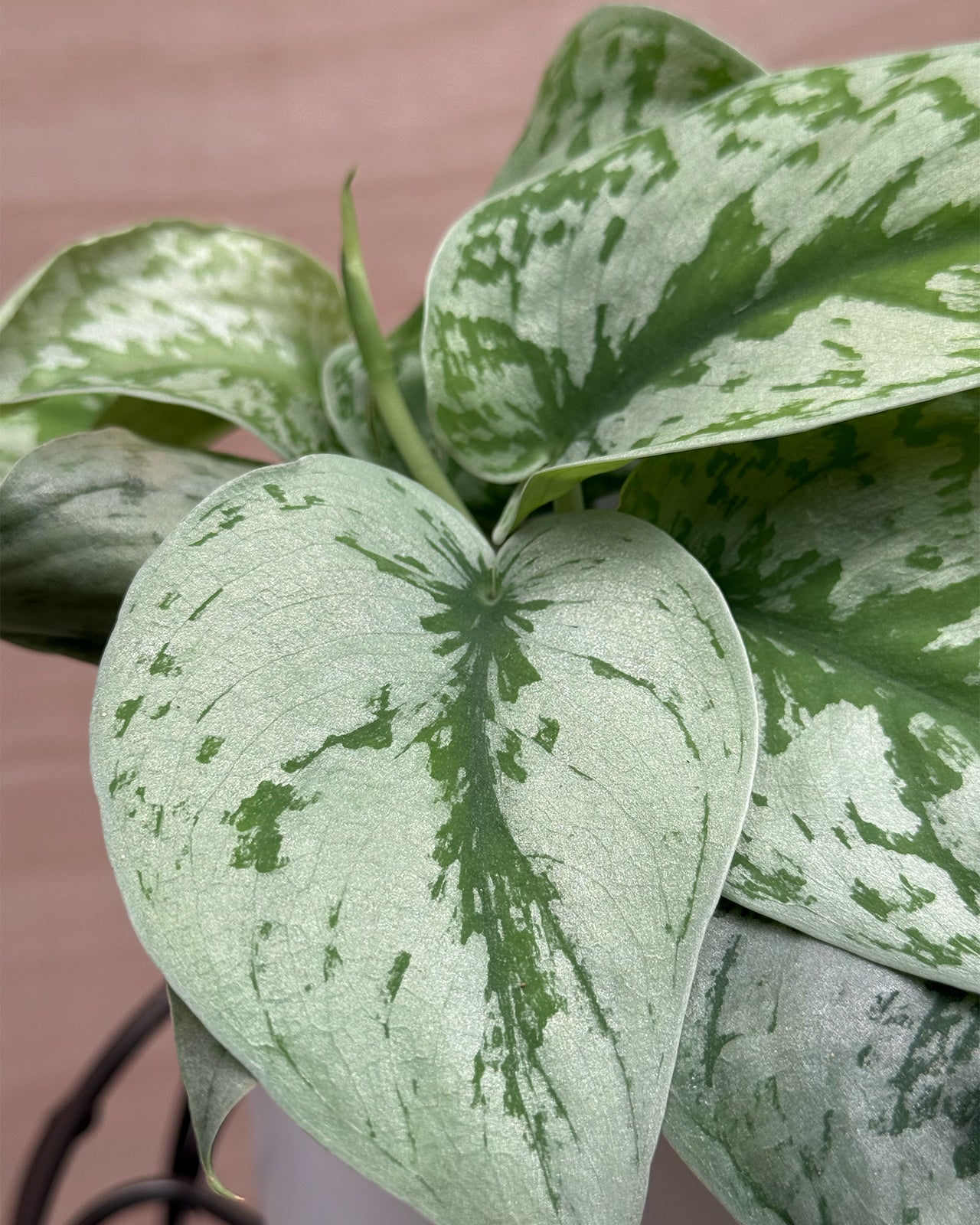 Satin Pothos
