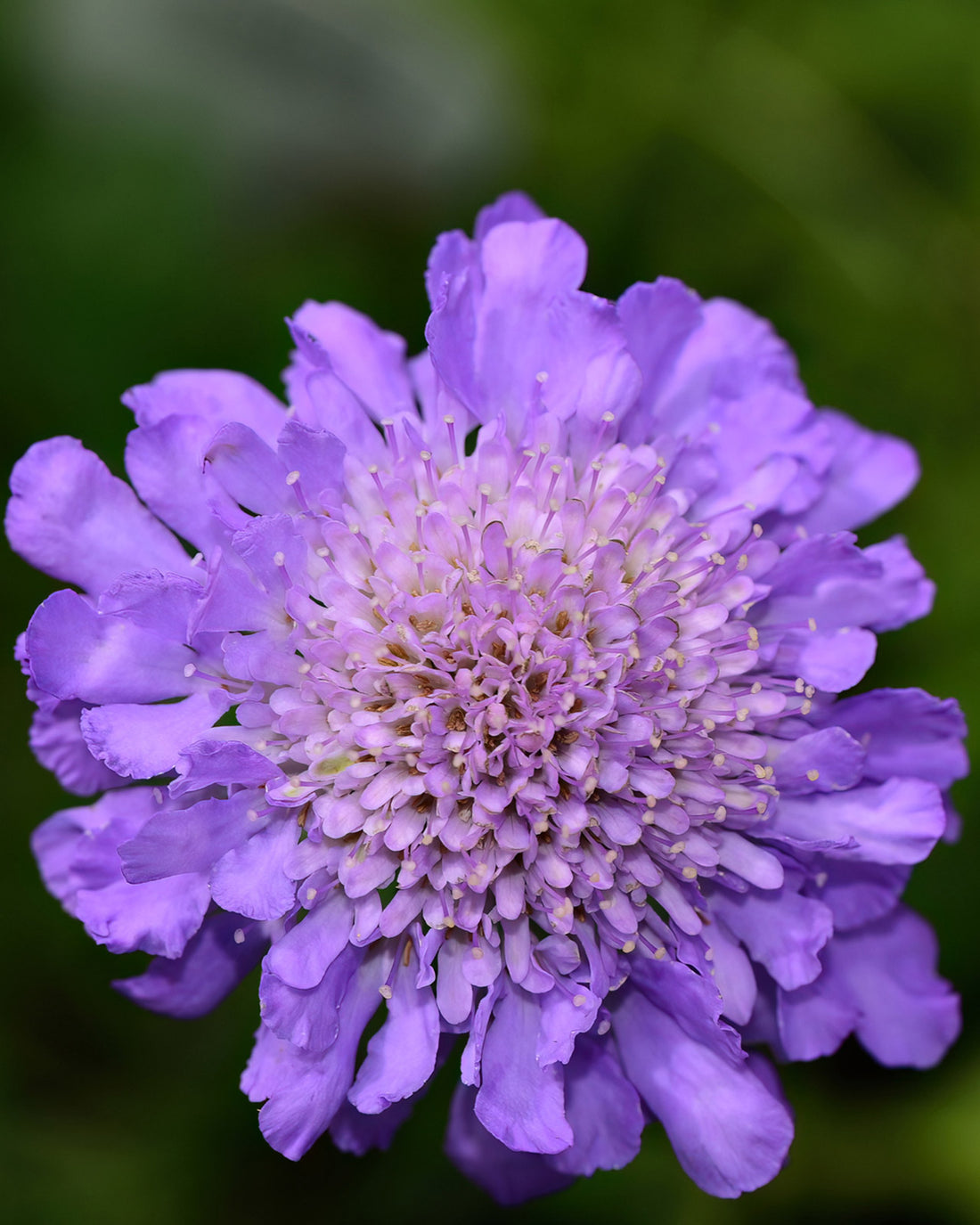 Scabiosa columbaria &