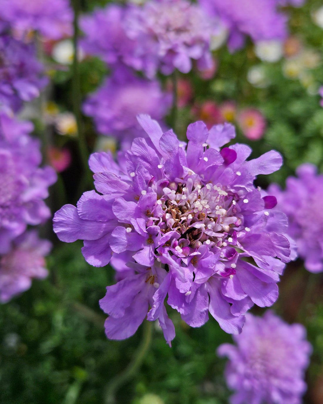 Scabiosa columbaria &