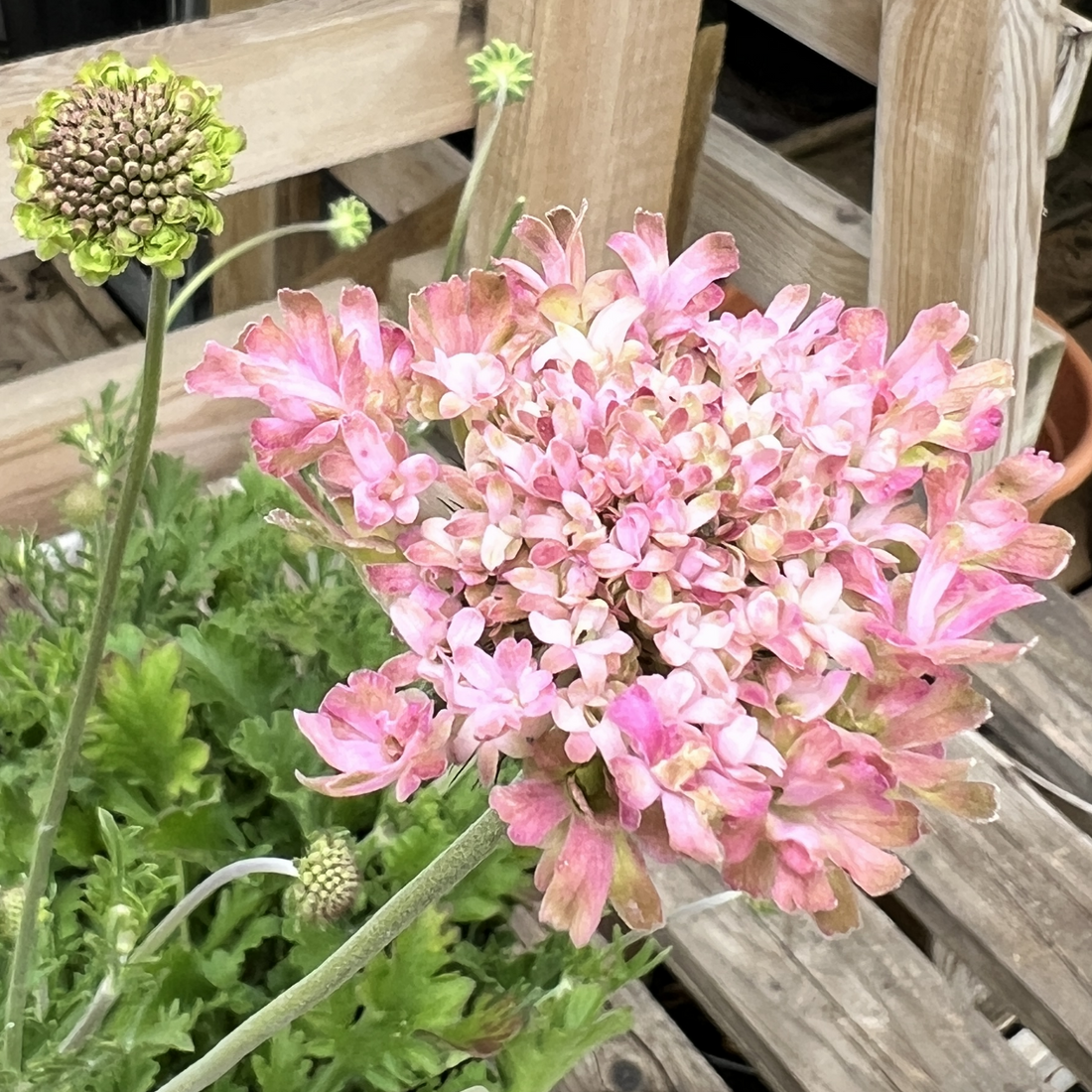Scabiosa &
