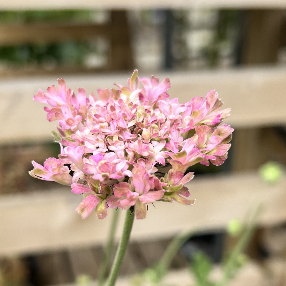 Scabiosa &