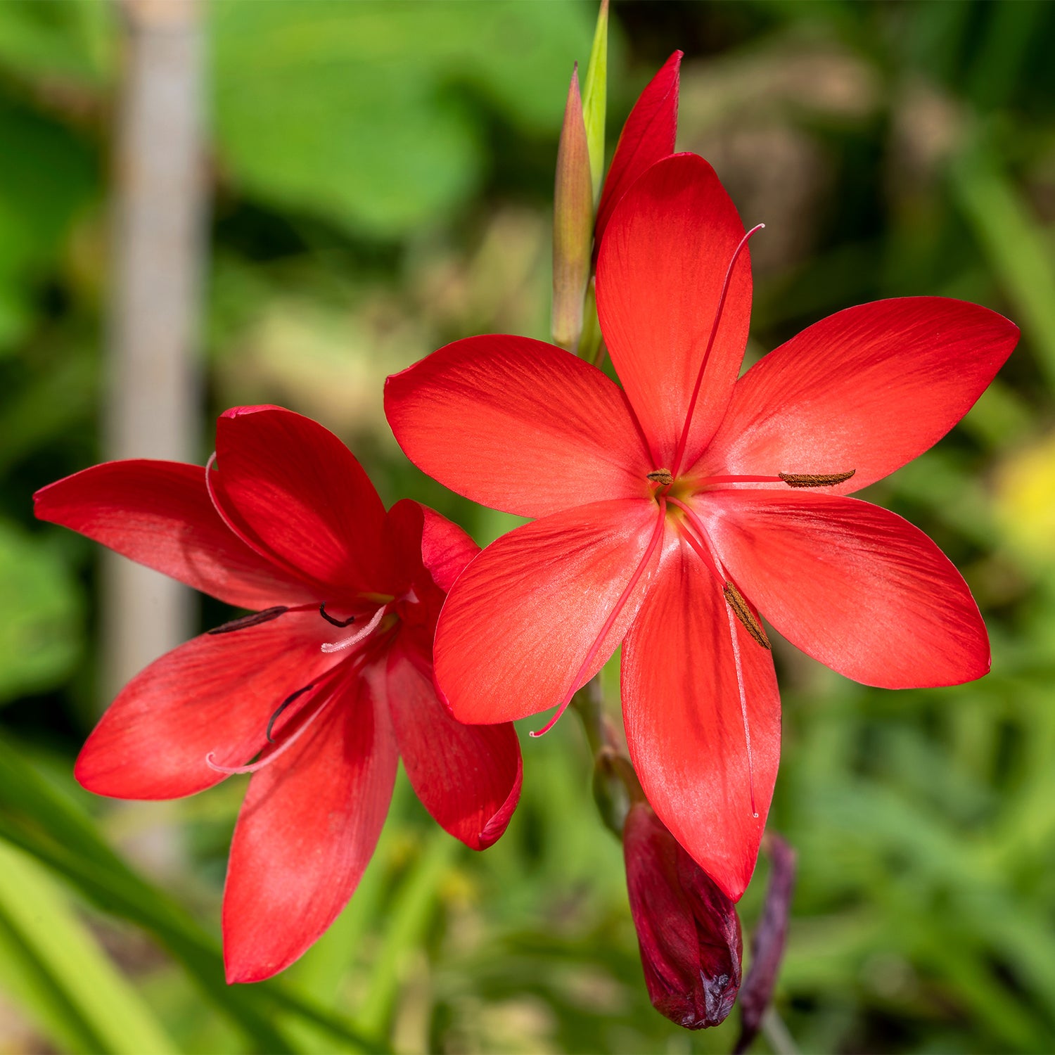 Schizostylis coccinea &