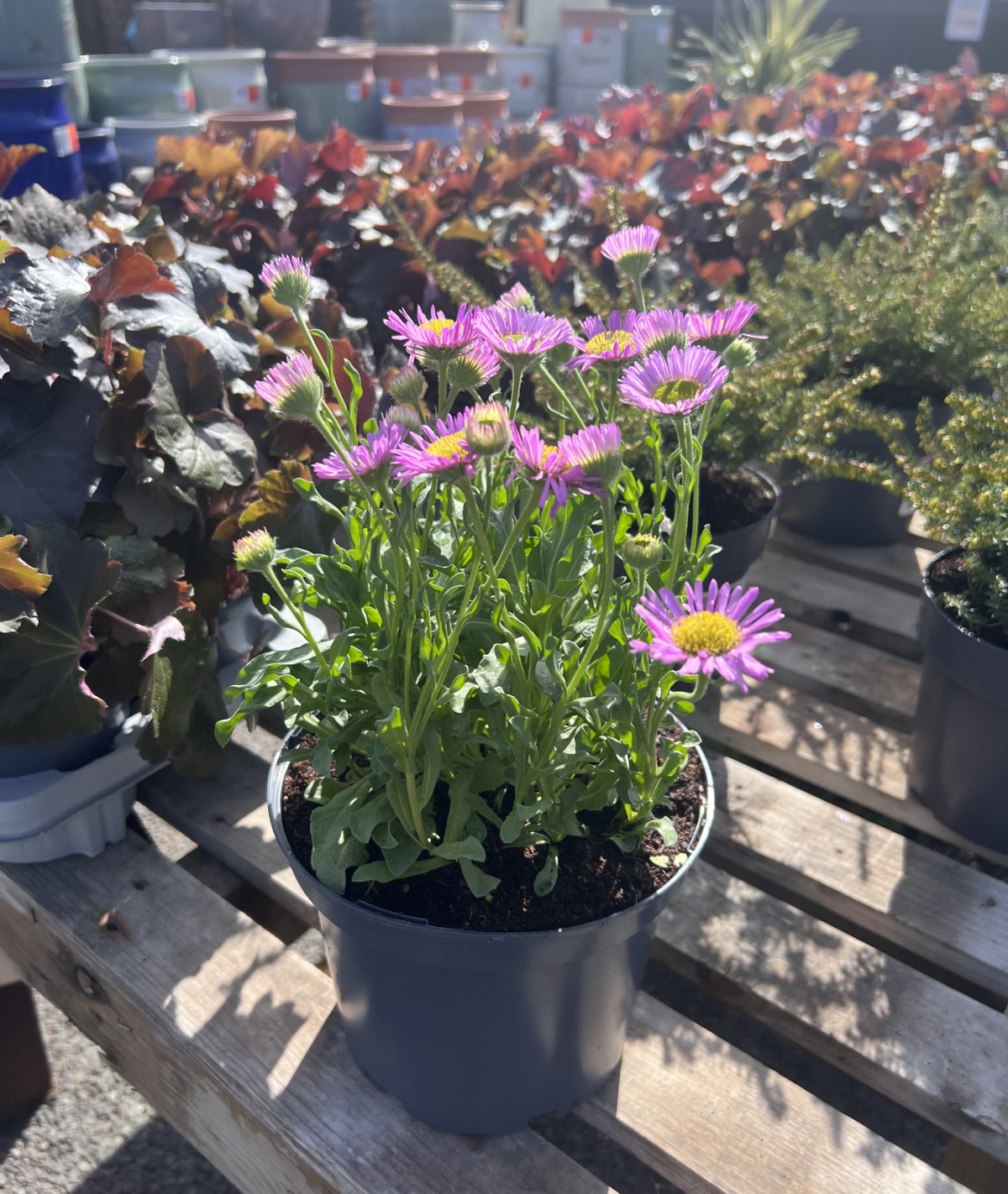 Erigeron &