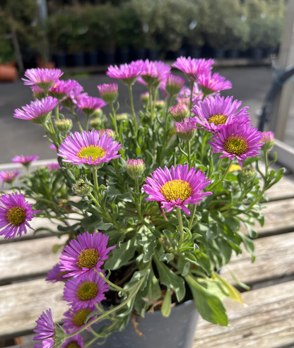 Erigeron &