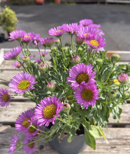 Erigeron &