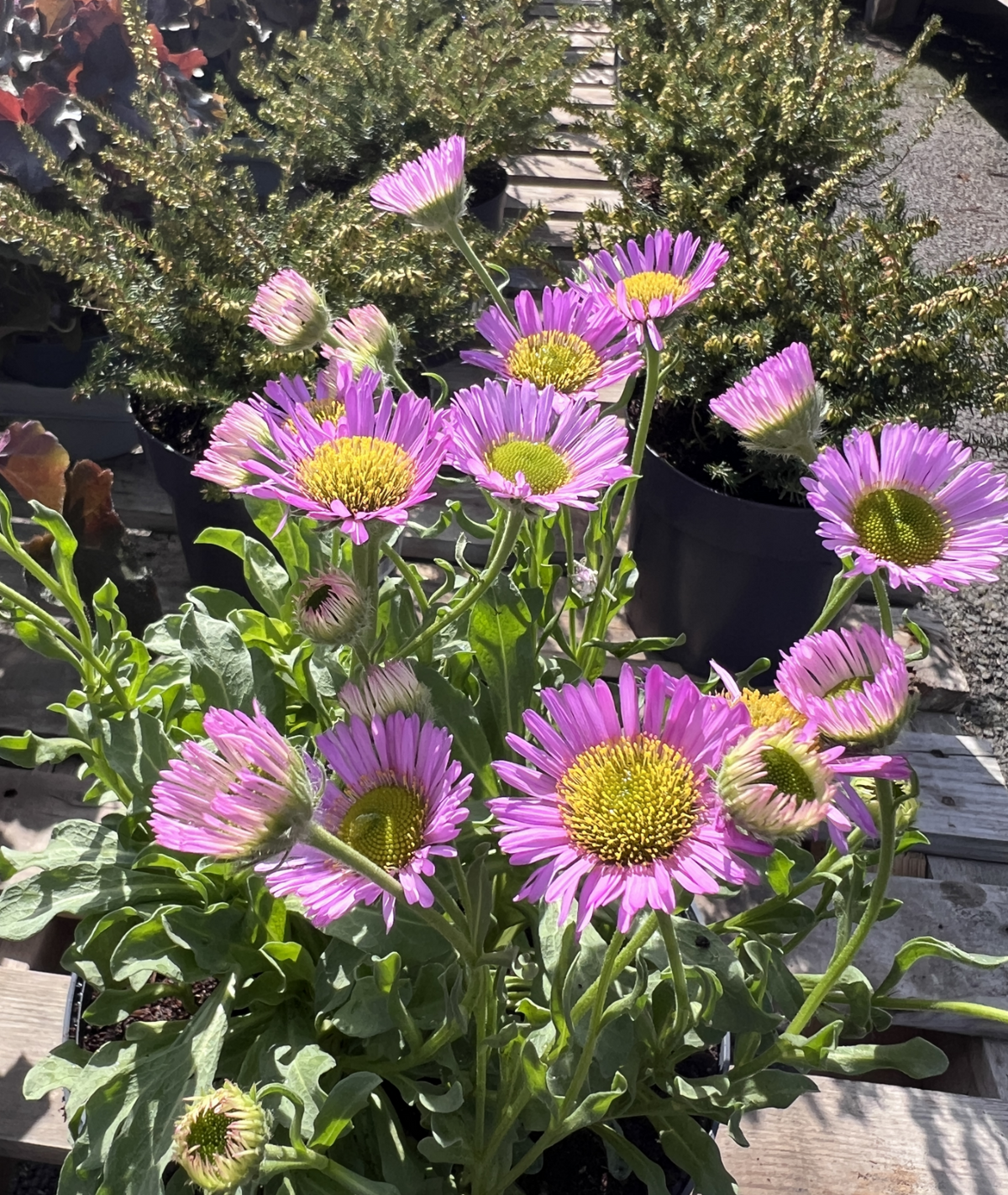 Erigeron &
