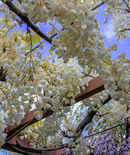 Wisteria floribunda &